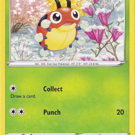 1-ledyba