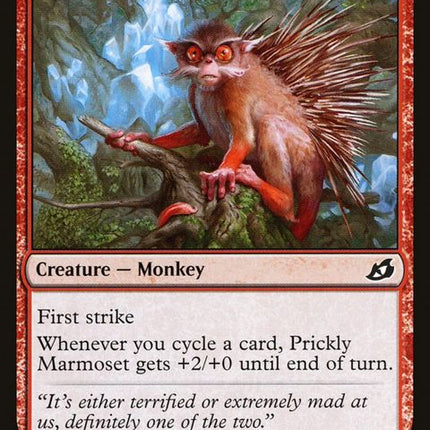 129-pricklymarmoset