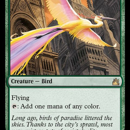 133-birdsofparadise