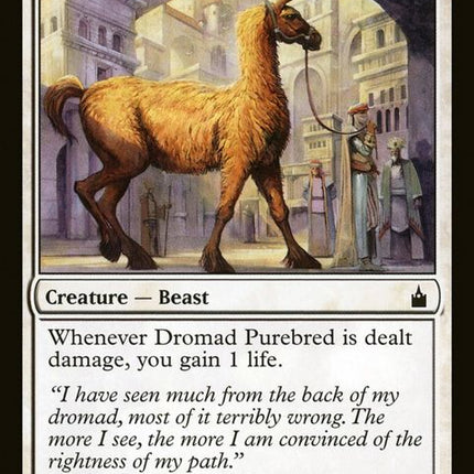 15-dromadpurebred