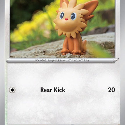 170-lillipup
