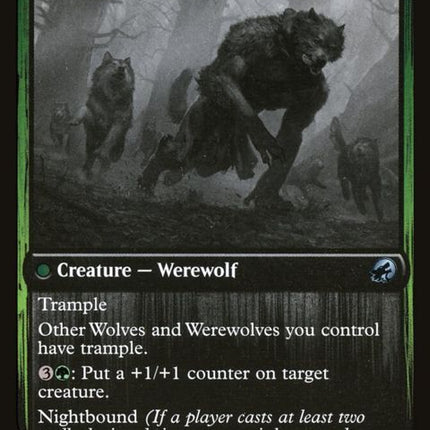 187-houndtameruntamedpup
