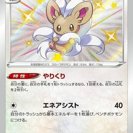 293-cinccino