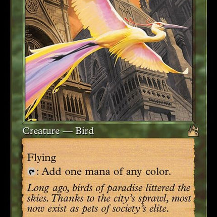 344-birdsofparadise