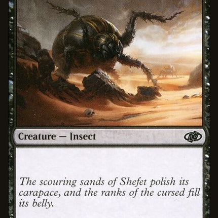 407-dunebeetle