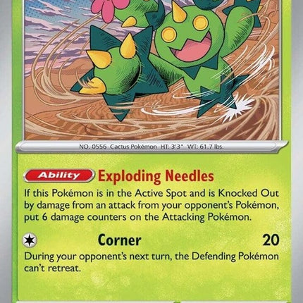 8-maractus