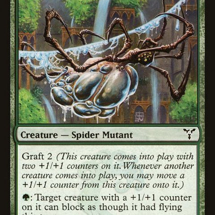 80-aquastrandspider