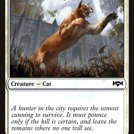 rna-17-prowlingcaracal